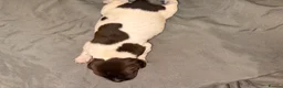 German Shorthaired Pointer dogs for sale: KC registered German shorthairs pointers for sale  - Advert 28