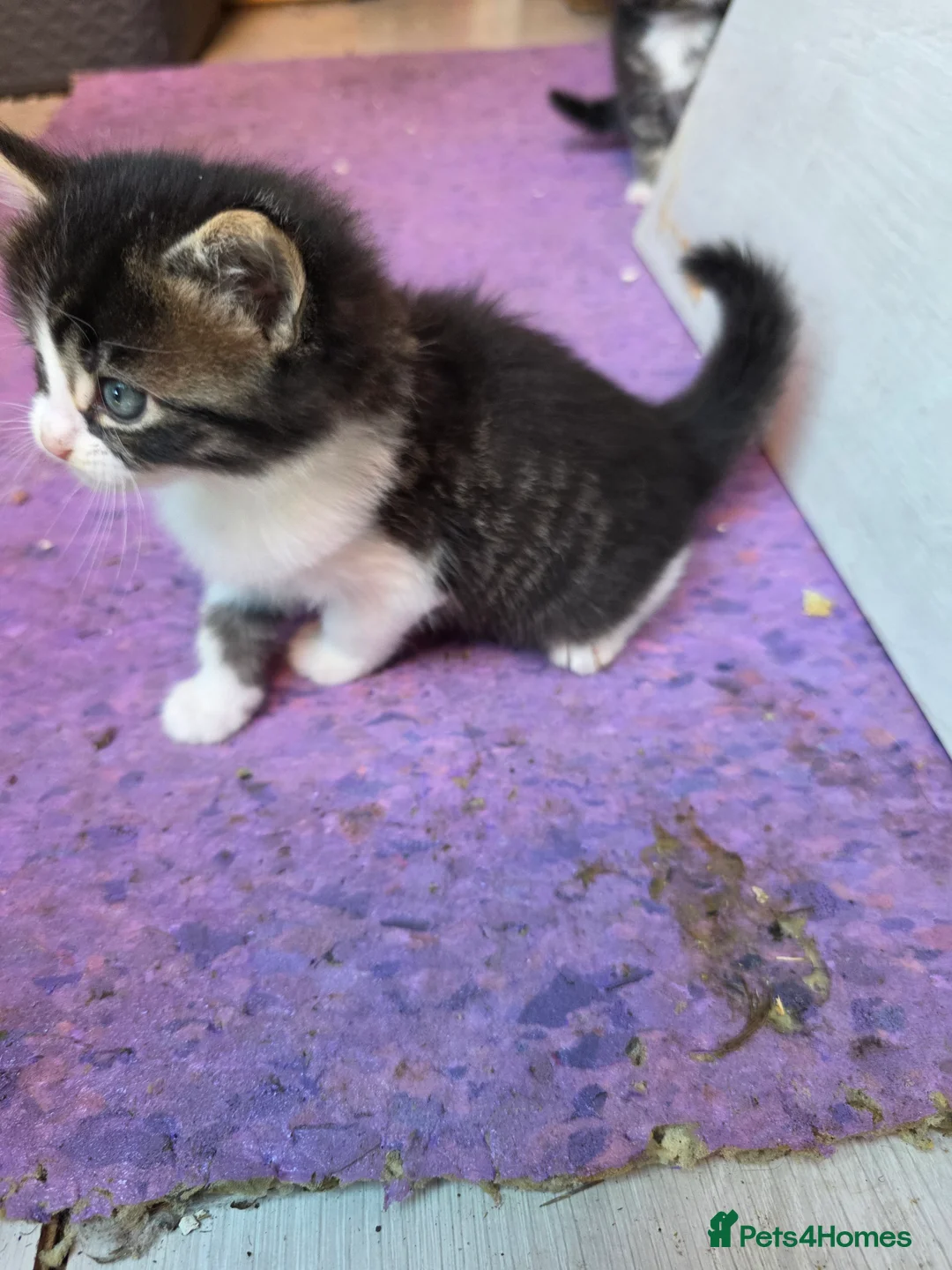 Mixed Breed cats for sale: 5 kittens and adult cat sale. Adult cat £50  in Ipswich - Advert 2