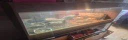 Bearded Dragon reptiles for sale: Red bearded dragon with viv in Tonbridge - Advert 2