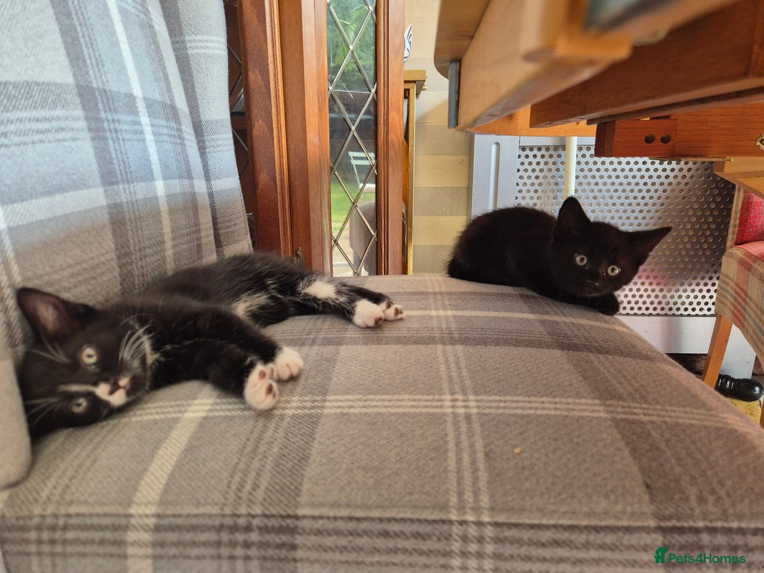 British Shorthair cats for sale: 5 adorable, playful kittens for sale. - Image 15