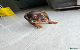 Mixed Breed dogs for sale: Dorkie Puppies  - Image 8