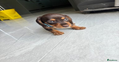 Mixed Breed dogs - Advert 2