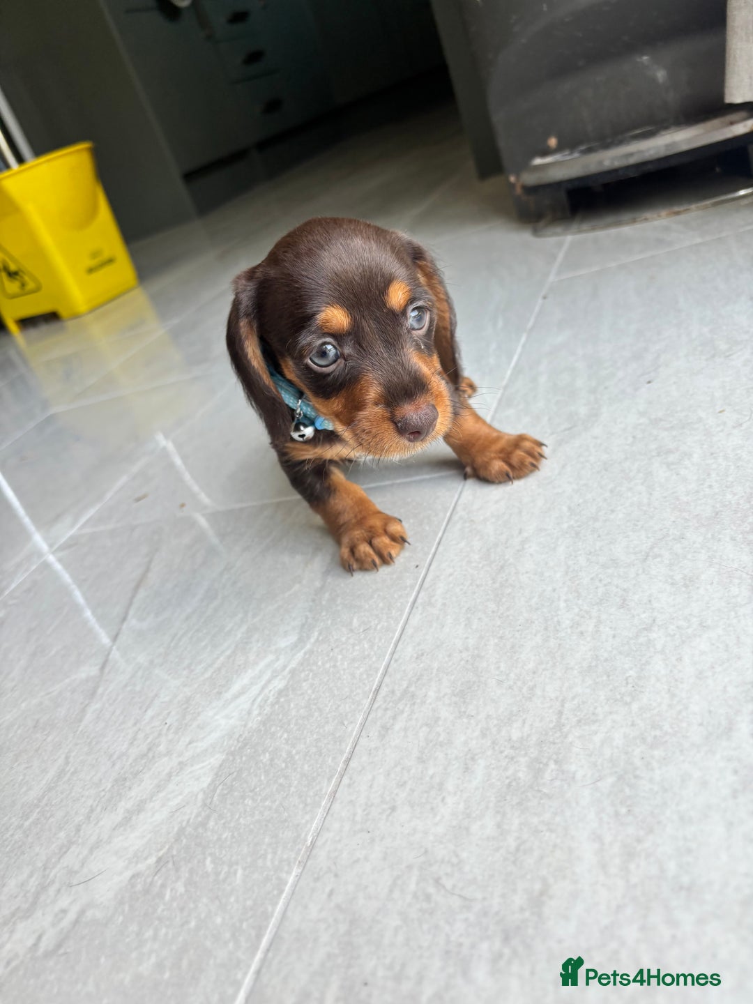 Mixed Breed dogs for sale: Dorkie Puppies  - Image 8