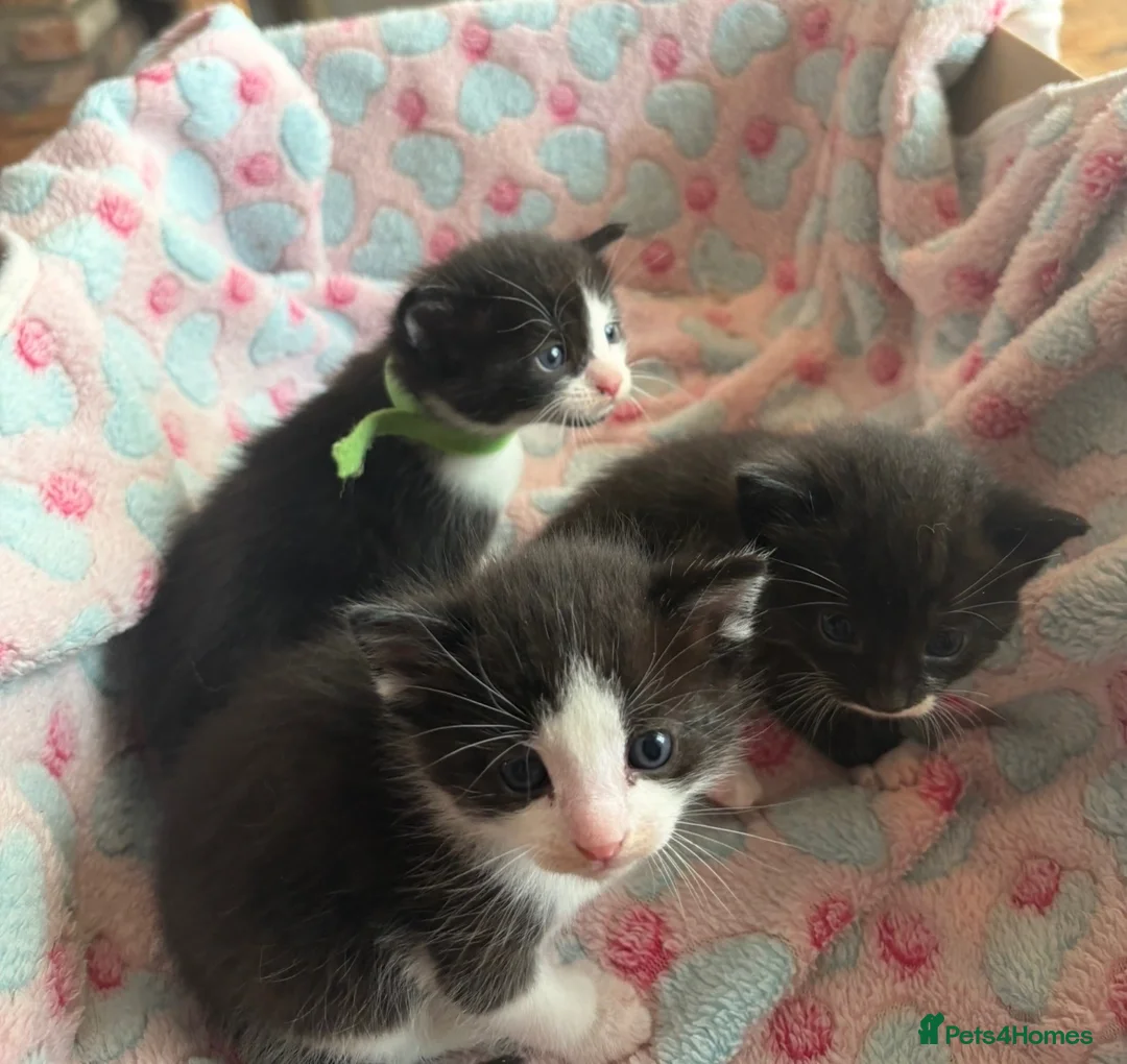 Mixed Breed cats for sale: Beautiful family kittens *microchipped*  - Advert 2