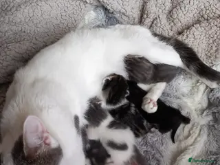 Mixed Breed cats Gorgeous kittens - Advert 1