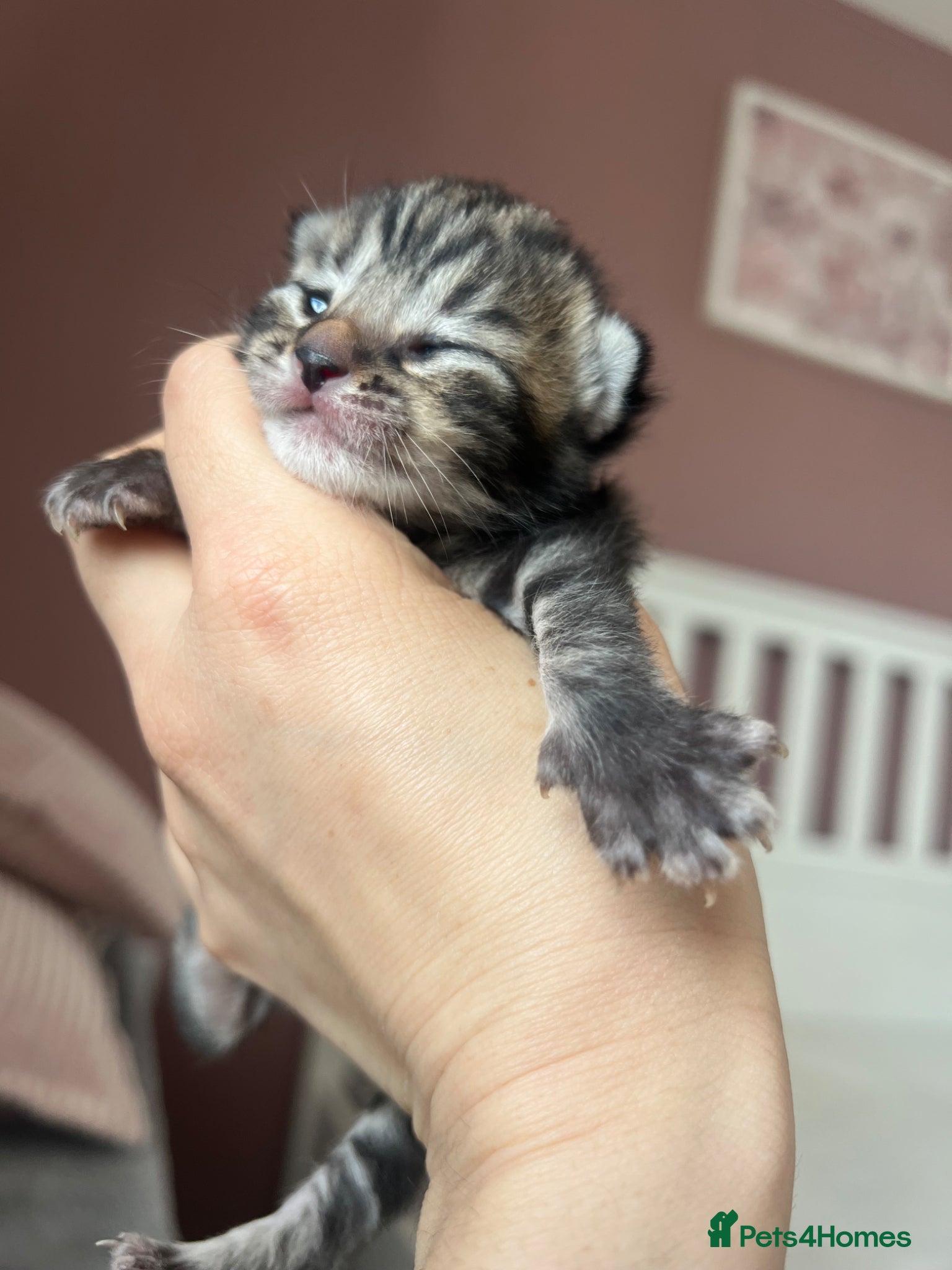 Mixed Breed cats 3 tabby kittens and 1 black kitten  - Advert 2