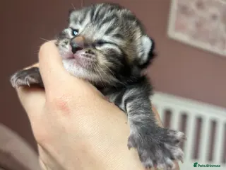 Mixed Breed cats 3 tabby kittens and 1 black kitten - Advert 3