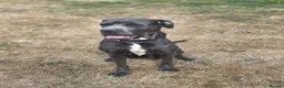 Cane Corso dogs for sale: 4 Stunning Cane Corso Big Boys!!! - Advert 4
