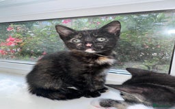 Bengal cats for sale: 6 Cross Bengal Kittens - Image 26