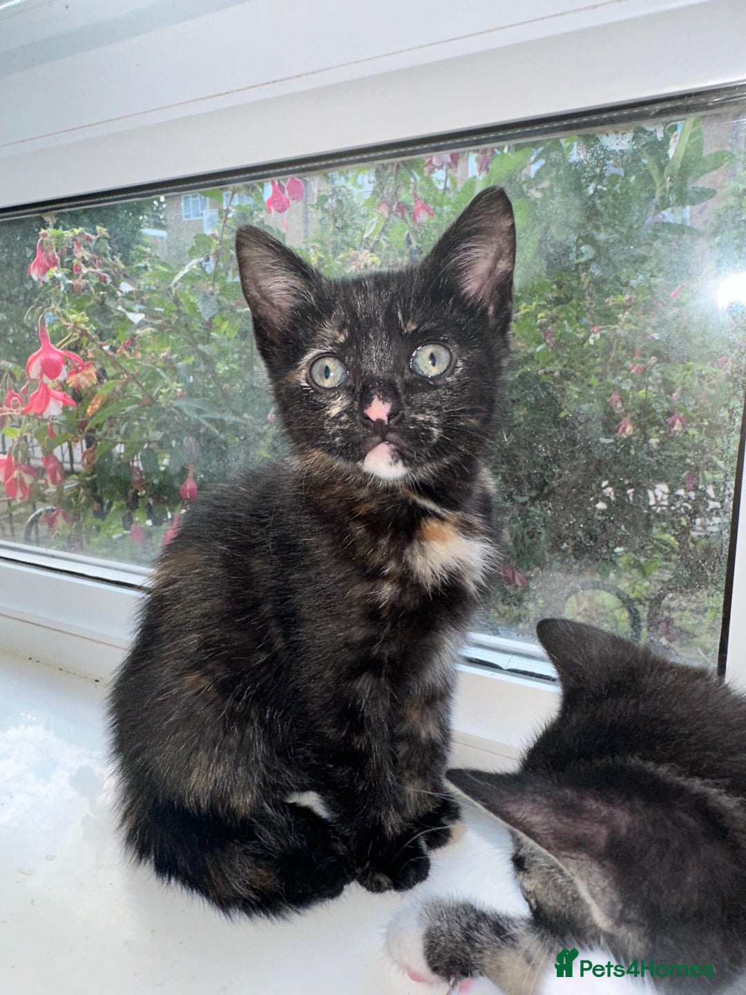 Bengal cats for sale: 6 Cross Bengal Kittens - Image 26