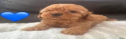 Maltipoo dogs for sale: ❤️ The absolute best of both worlds ❤️  - Advert 18