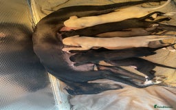 Greyhound dogs for sale: Greyhound Puppies - Image 2