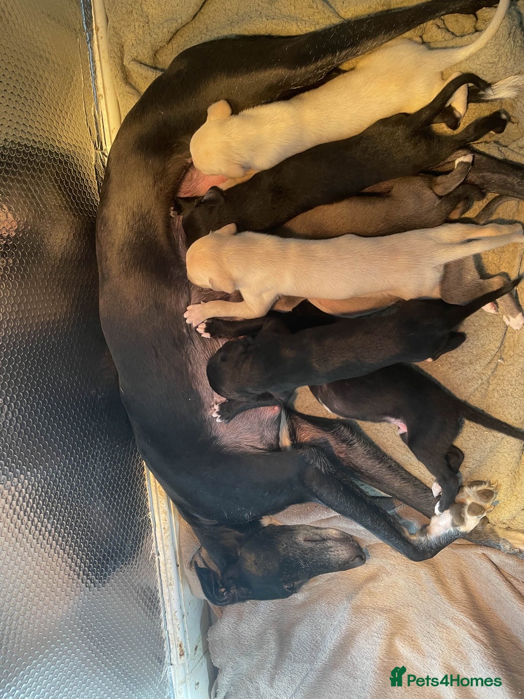 Greyhound dogs for sale: Greyhound Puppies - Image 2