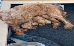 Cockapoo dogs for sale: Cockapoo Puppies - 2 male - 4 female - Image 2