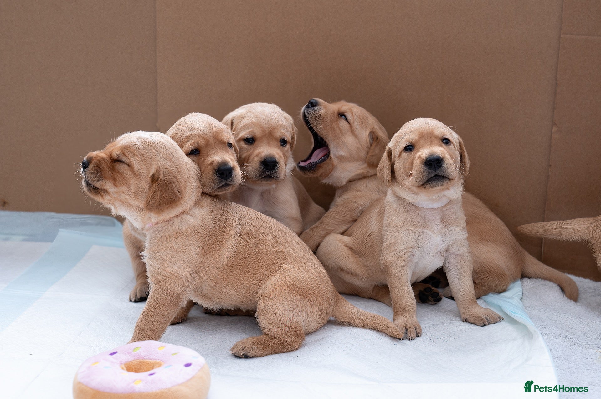 Goldador dogs 6 Beautiful Goldador Puppies (3 left) - Advert 1