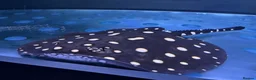 Other/Mixed Breed fish for sale: Fresh water stingray pair  in Weston-super-Mare - Advert 4