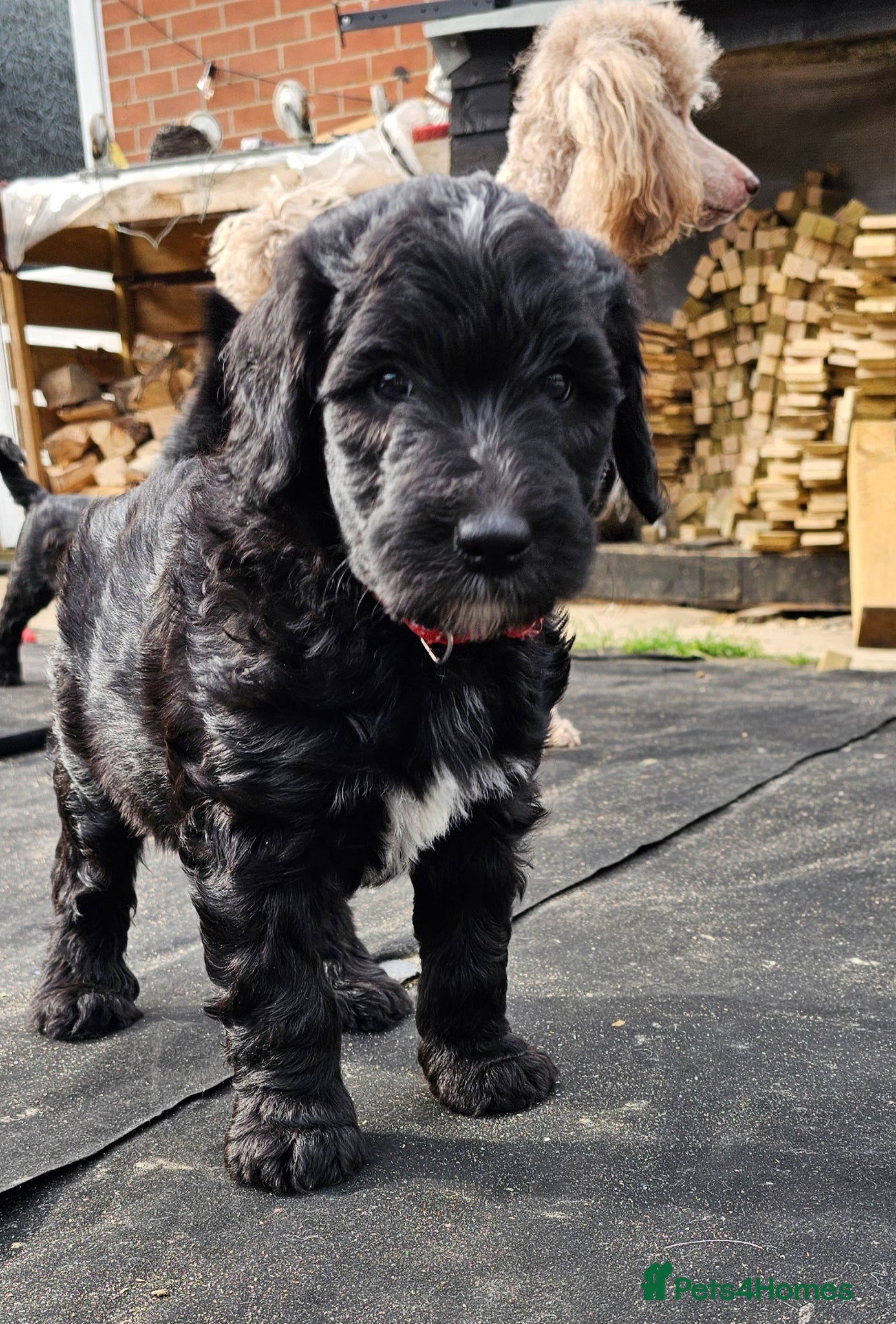 Sheepadoodle dogs Last 1 ready to go updated 21st April  - Advert 2