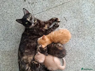 Domestic Shorthair cats Little girl - Advert 6