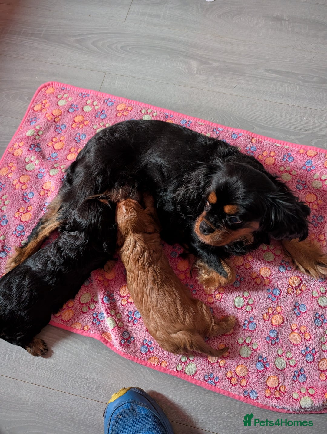 King Charles Spaniel dogs for sale: 2 lovely king Charles cavalier puppies  - Advert 5