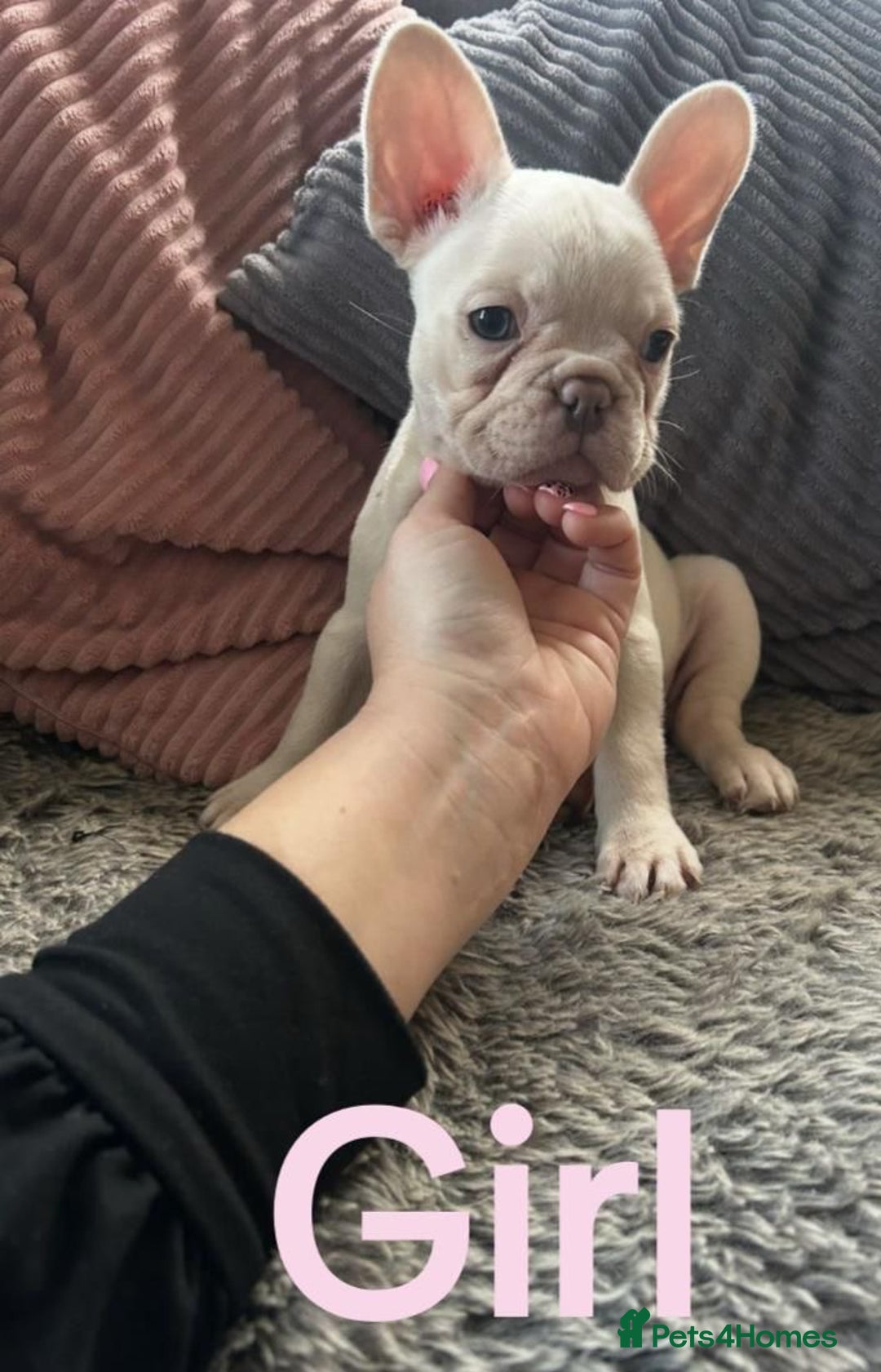 French Bulldog dogs for sale: DWKC registered French bulldog puppies  - Image 2