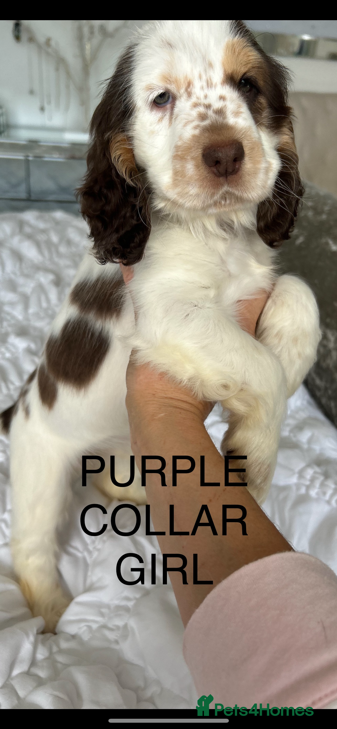 Cocker Spaniel dogs for sale: OUTSTANDING KC REG SHOW COCKER SPANIEL PUPPIES  - Image 24