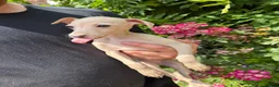 Italian Greyhound dogs for sale: 🐾Stunning cream kc registered Italian greyhound🐾 - Advert 26