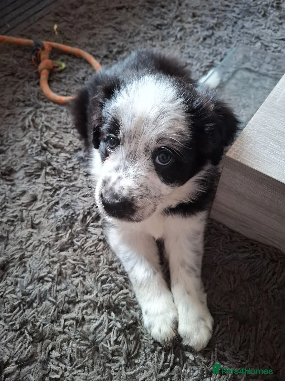 Border Collie dogs for sale: Beautiful Male collie in Exeter - Advert 1