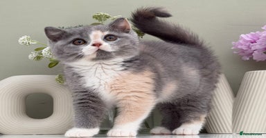 British Shorthair cats Gorgeous Quality British Kittens - Advert 2