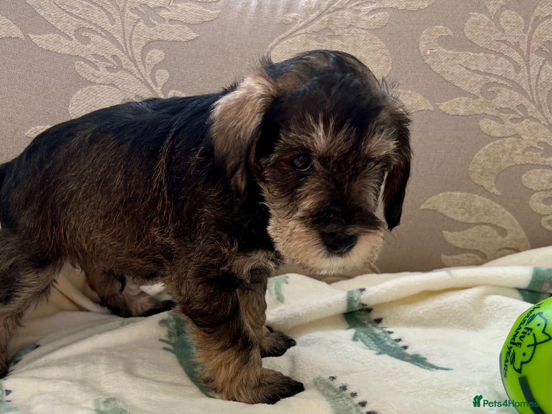 Miniature Schnauzer dogs for sale: 🐾🐶Schnauzer/Schnoodles🐶🐾 - Image 20