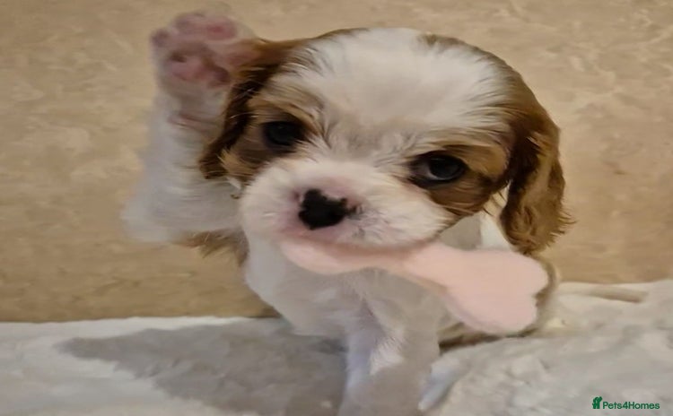Cavalier King Charles Spaniel dogs - Advert 8