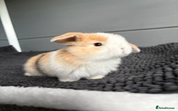 Mini Lop rabbits for sale: Little fluffy mini lops  - Image 1