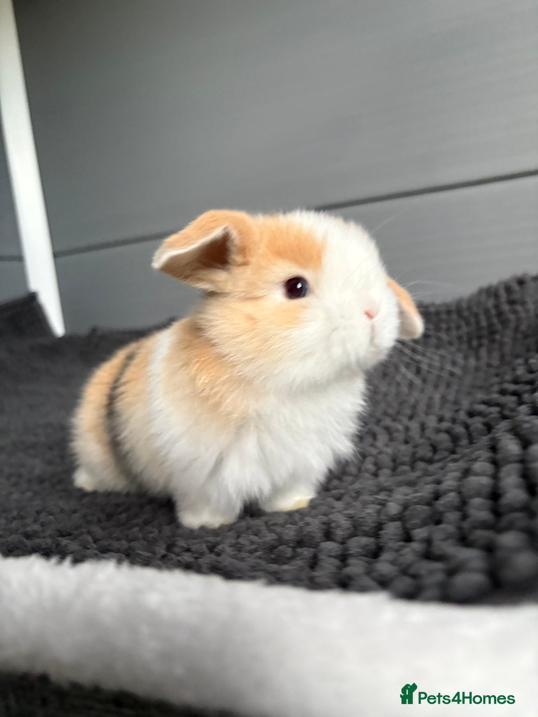 Mini Lop rabbits for sale: Little fluffy mini lops  - Image 1