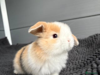 Mini Lop rabbits - Advert 1