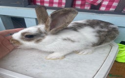French Lop rabbits for sale: Baby rabbits  - Image 6