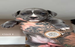 Mixed Breed dogs for sale: 11 gorgeous Staffy x Frenchie pups🤍 - Image 1