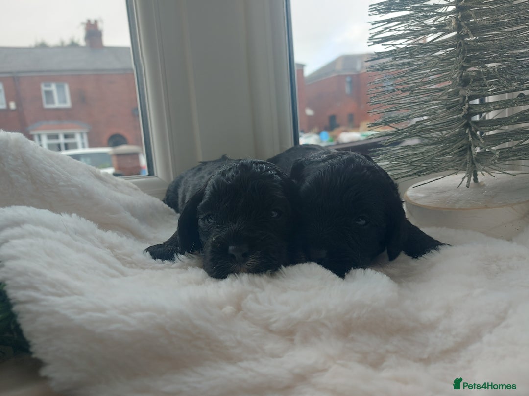 Cavapoo dogs for sale: F1 Cavapoo puppies  - Advert 6