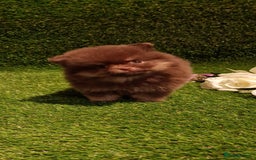 Pomeranian dogs for sale: 🧸💥 TOPQUALITY XXS UNIQUE POMERANIAN PUPPIES 🧸💥 - Image 11