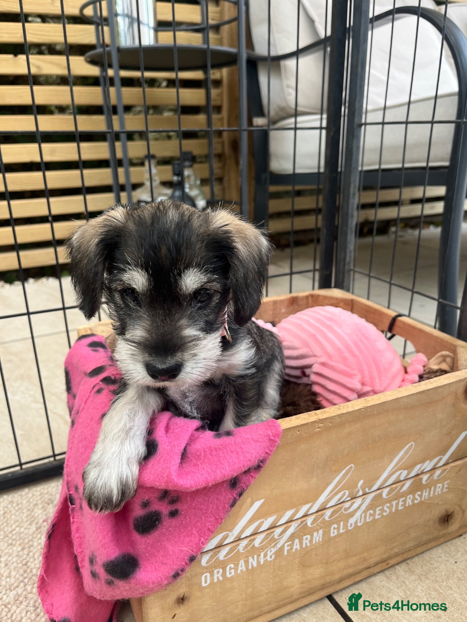 Miniature Schnauzer dogs KC Registered Pedigree Miniature Schnauzer Pups x4 - Advert 6