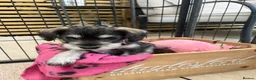 Miniature Schnauzer dogs for sale: KC Pedigree Miniature Schnauzer Pups *READY TO GO* - Advert 11