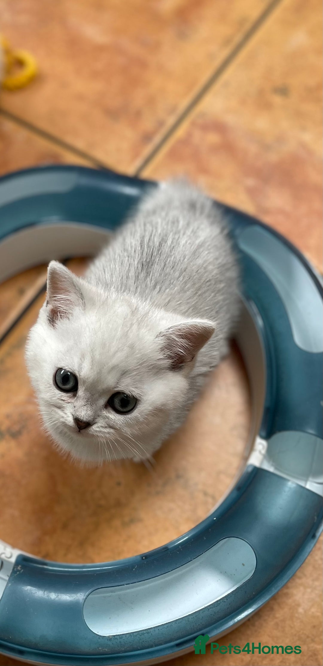 British Shorthair cats for sale: BSH Black Tipped GCCF Reg Kittens - Image 6