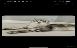 Maine Coon cats for sale: Full Mainecoon kittens - Image 2