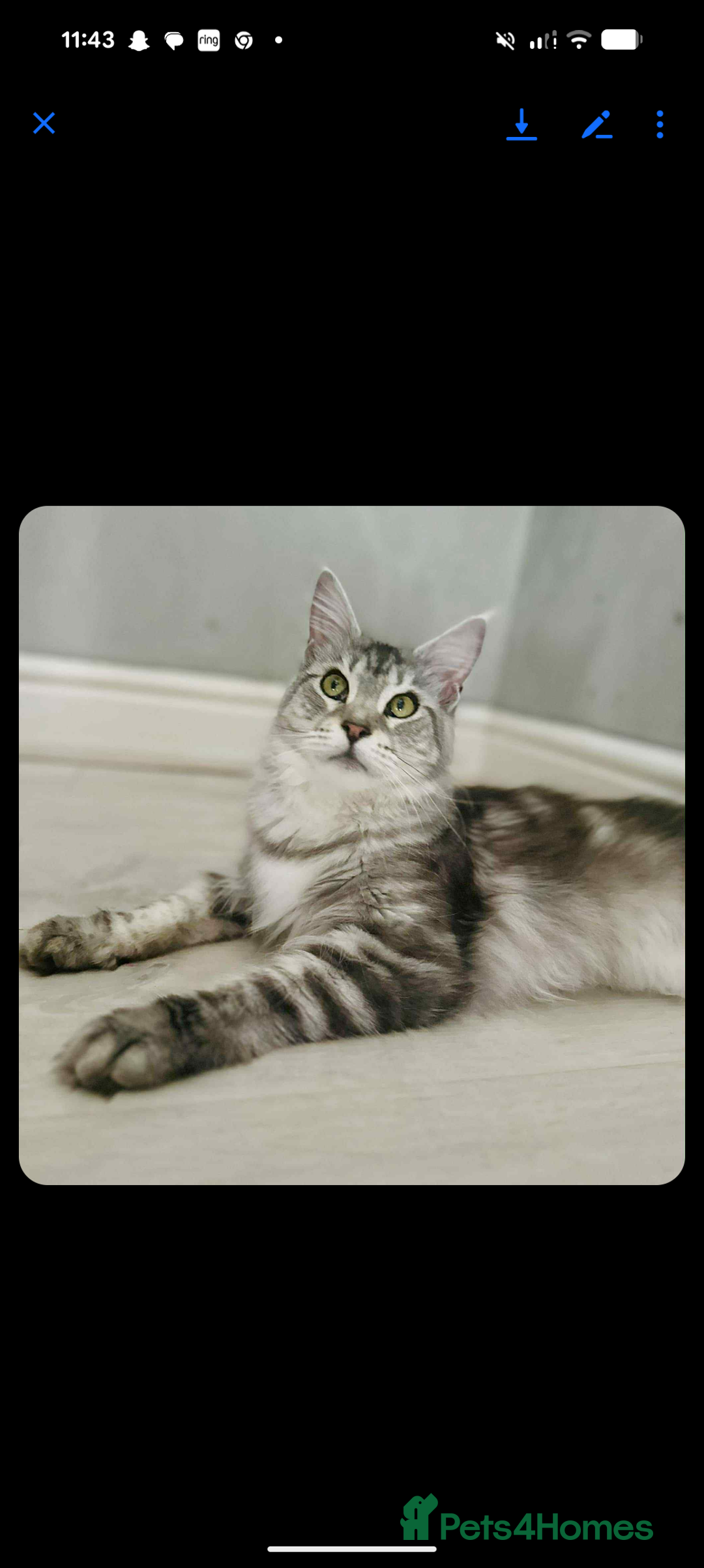 Maine Coon cats for sale: Full Mainecoon kittens - Image 2