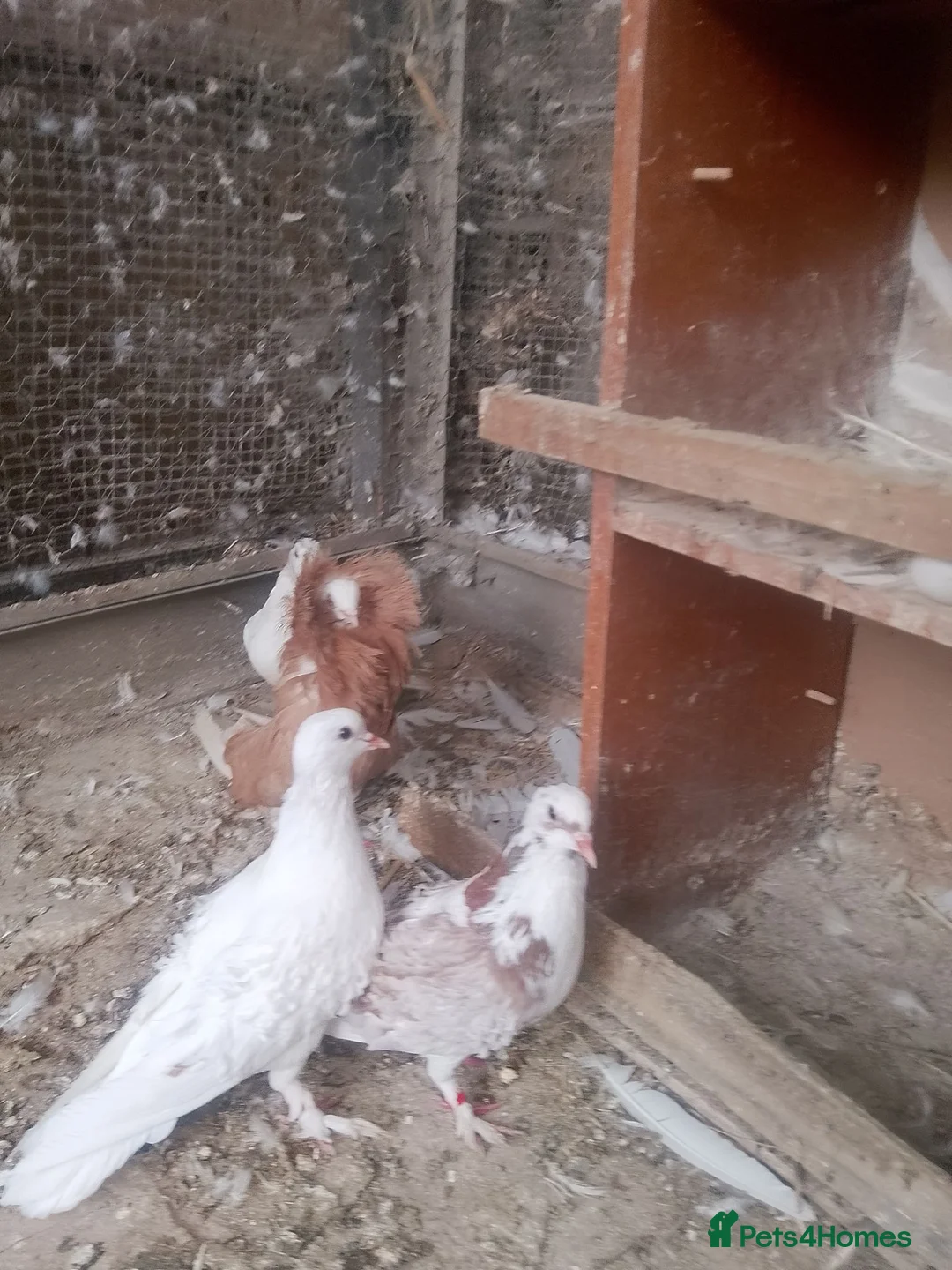 Pigeons birds for sale: Pigeon for sale - Advert 2