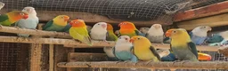 Lovebirds birds for sale: Lovebird fischer's opalines - Advert 1