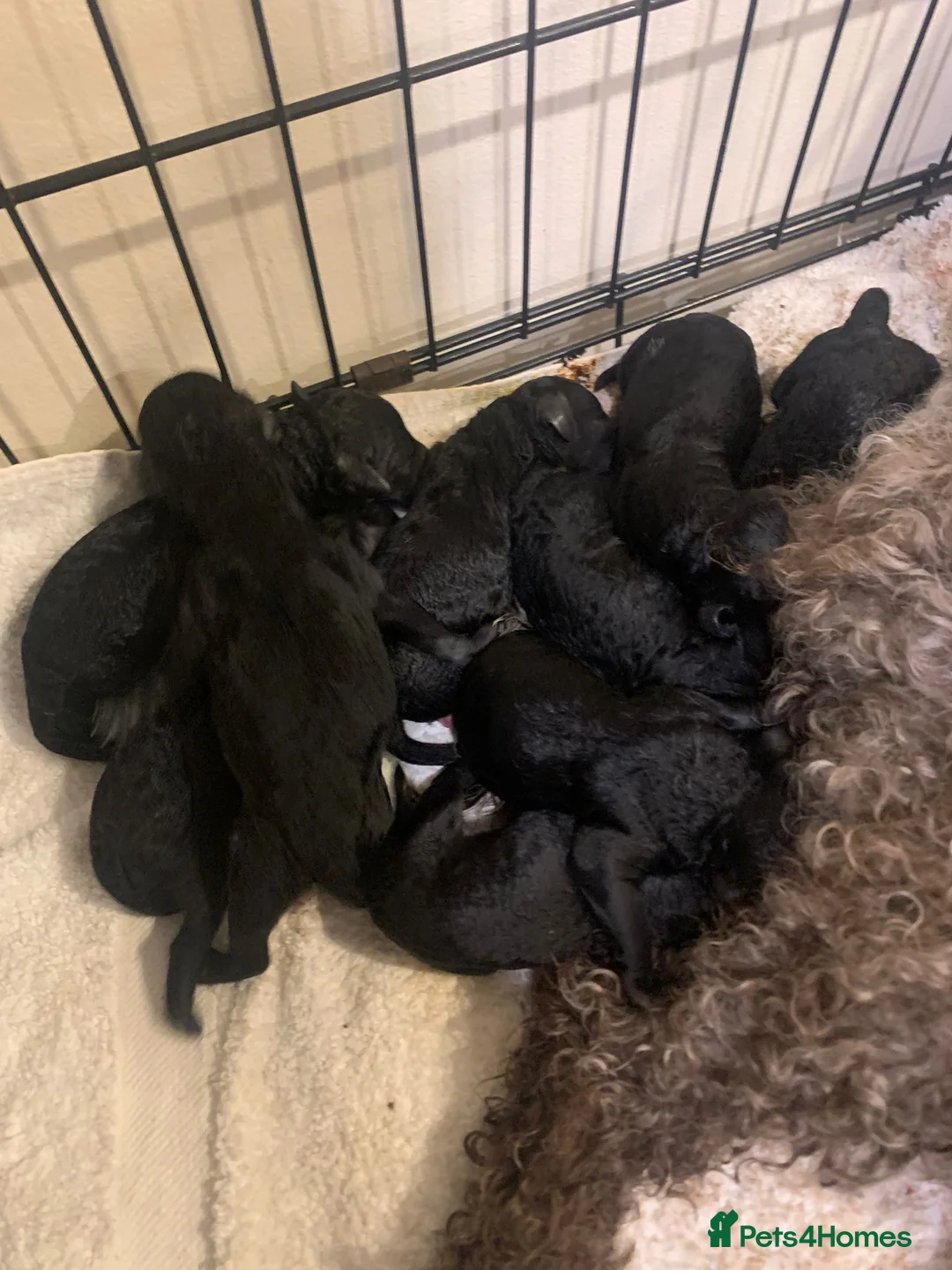 Cockapoo dogs for sale: Rare Black Tightly Curled Cockapoo Puppies - Advert 11