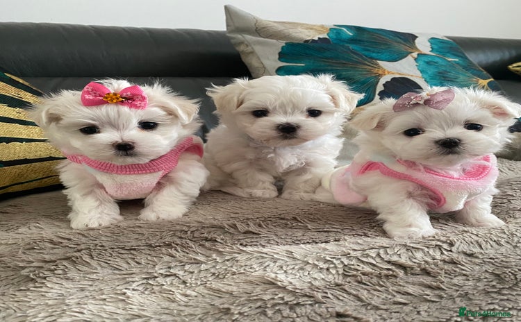 Maltese dogs - Advert 11