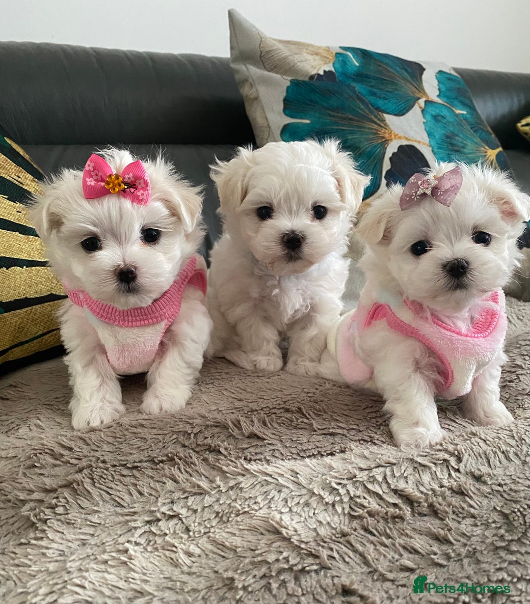 Maltese dogs for sale: 🌟KC STUNNING half-Korean Maltese puppies 🌟 - Image 8