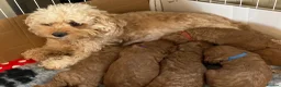 Cavapoo dogs for sale: Cavapoo F1B - Advert 3
