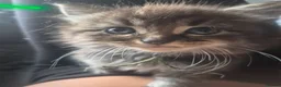 Mixed Breed cats for sale: 4 fluffy,cuddly, family kittens ❤️ - Advert 9