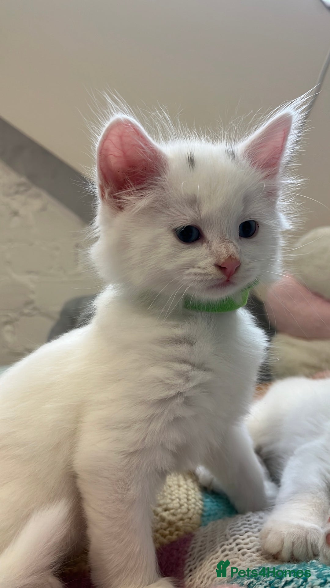 Turkish Angora cats for sale: Turkish Angora Longhair kittens - Advert 35